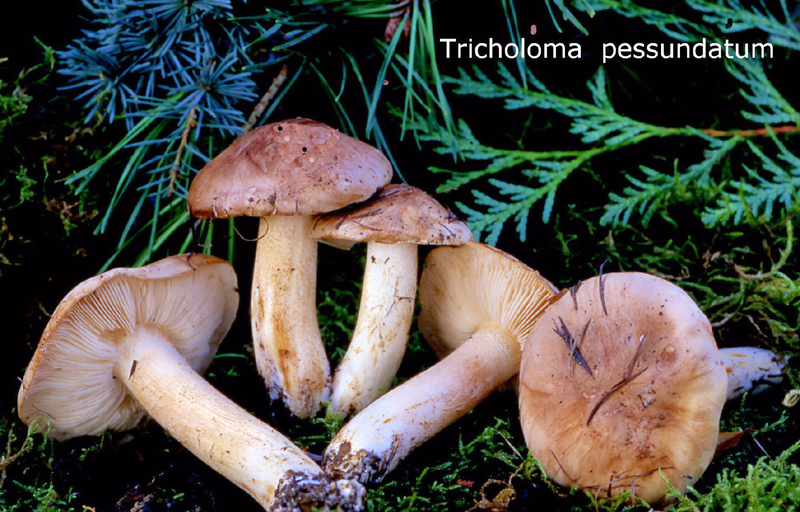 Tricholoma pessundatum-amf1874.jpg - Tricholoma pessundatum ; Syn: Tricholoma tridentinum ; Non français: Tricholome farineux des pins